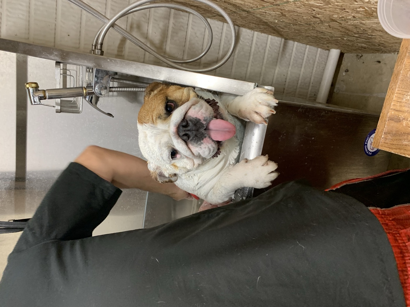 Bulldog getting a bath at Fur Babies Grooming Studio