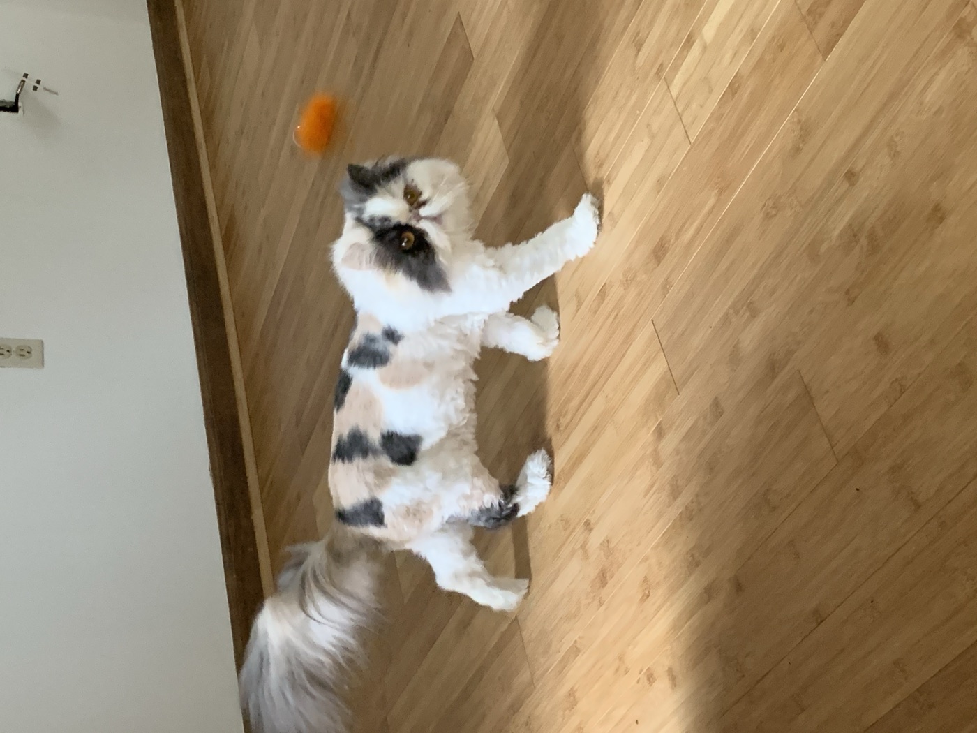 Cat lion cut at Fur Babies Grooming Studio