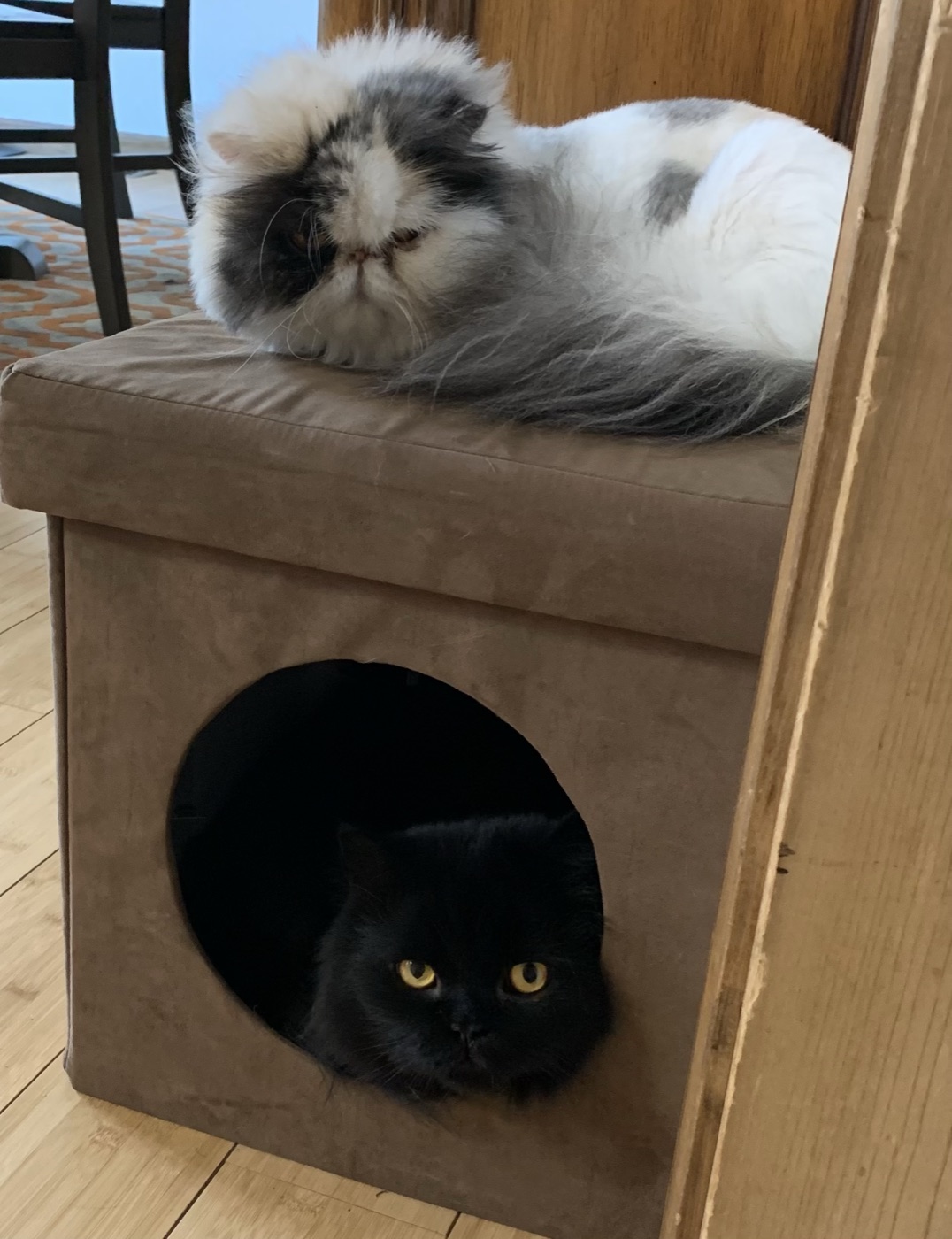 Cats at Fur Babies Grooming Studio