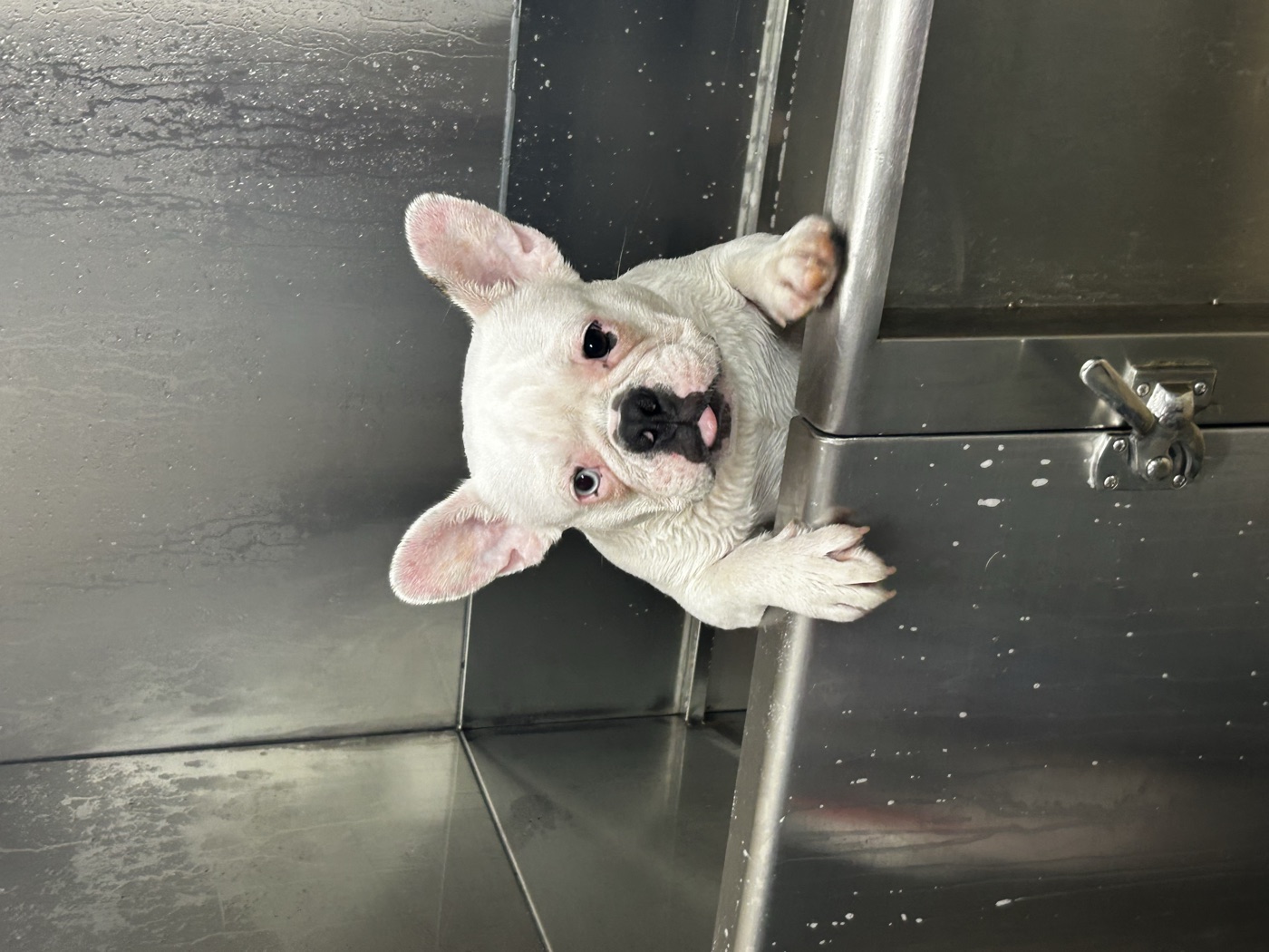 French Bulldog at Fur Babies Grooming Studio