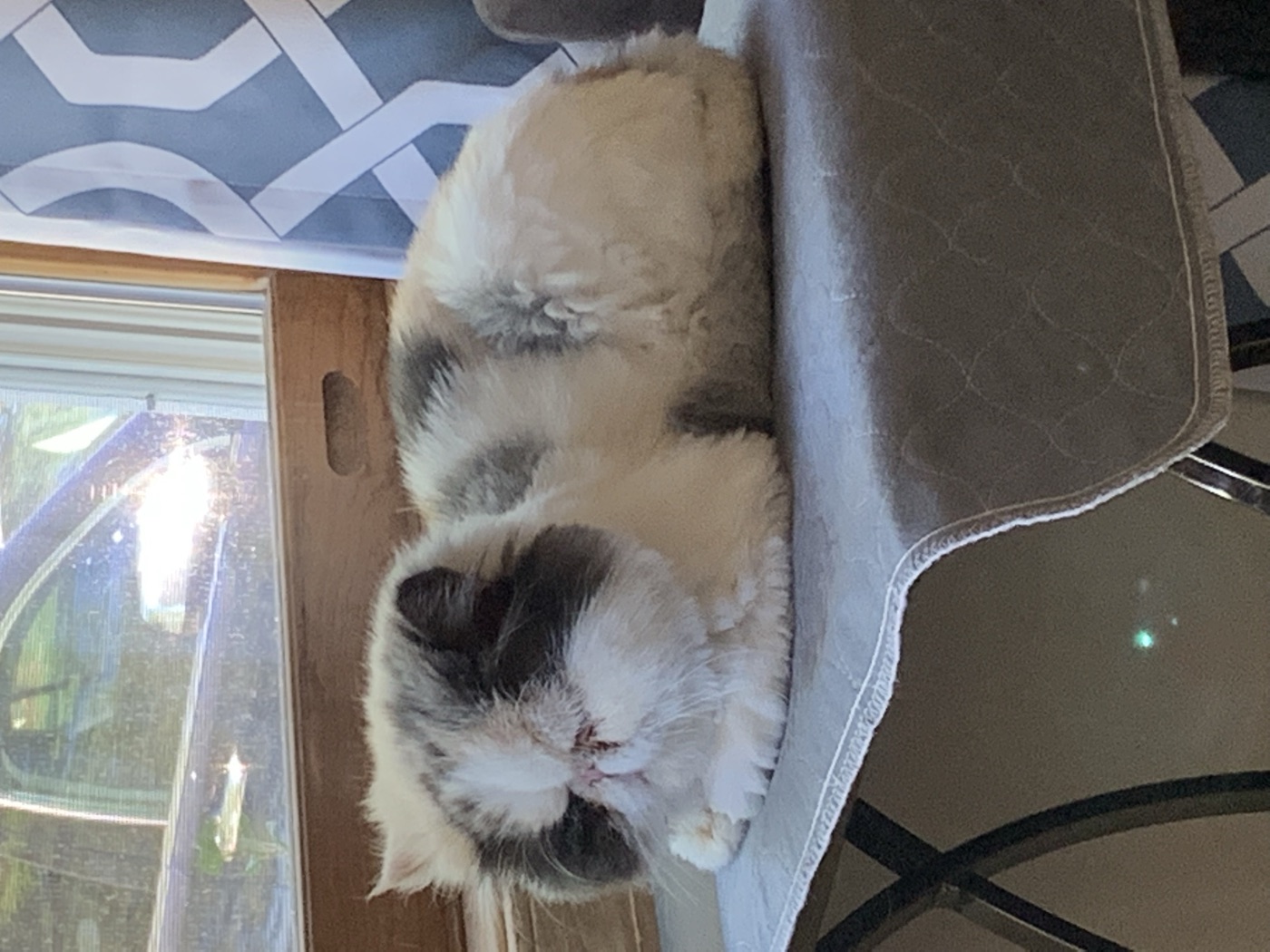 Persian cat at Fur Babies Grooming Studio