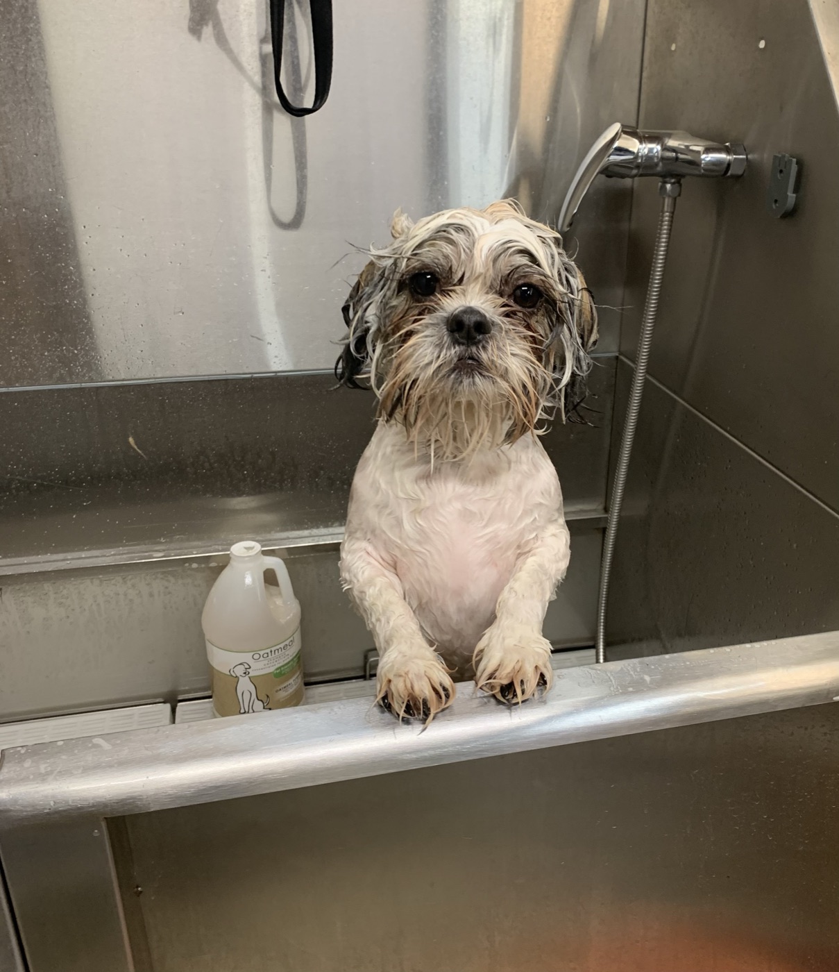 Shih Tzu getting a bath at Fur Babies Grooming Studio