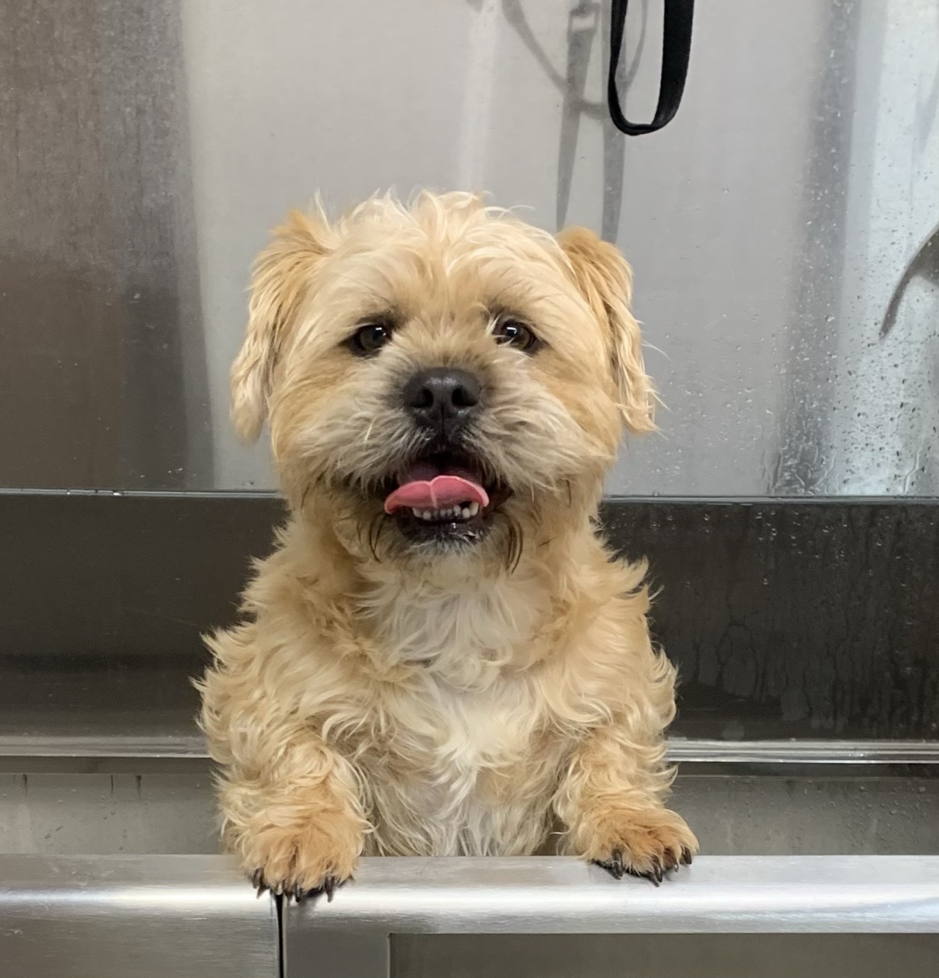 Terrier getting a bath at Fur Babies Grooming Studio