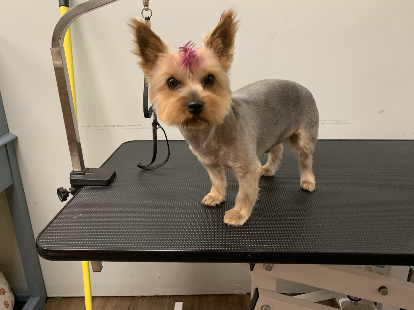 Yorkie after full groom at Fur Babies Grooming Studio
